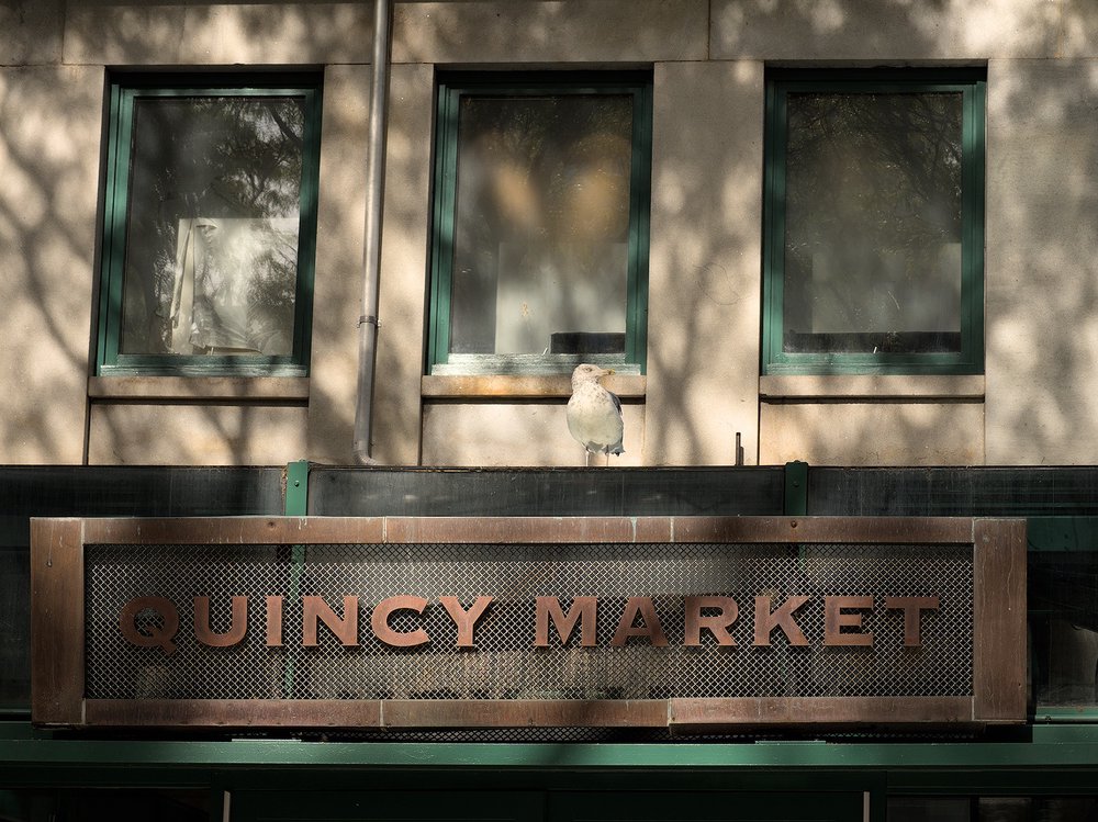 Quincy Market seagull.