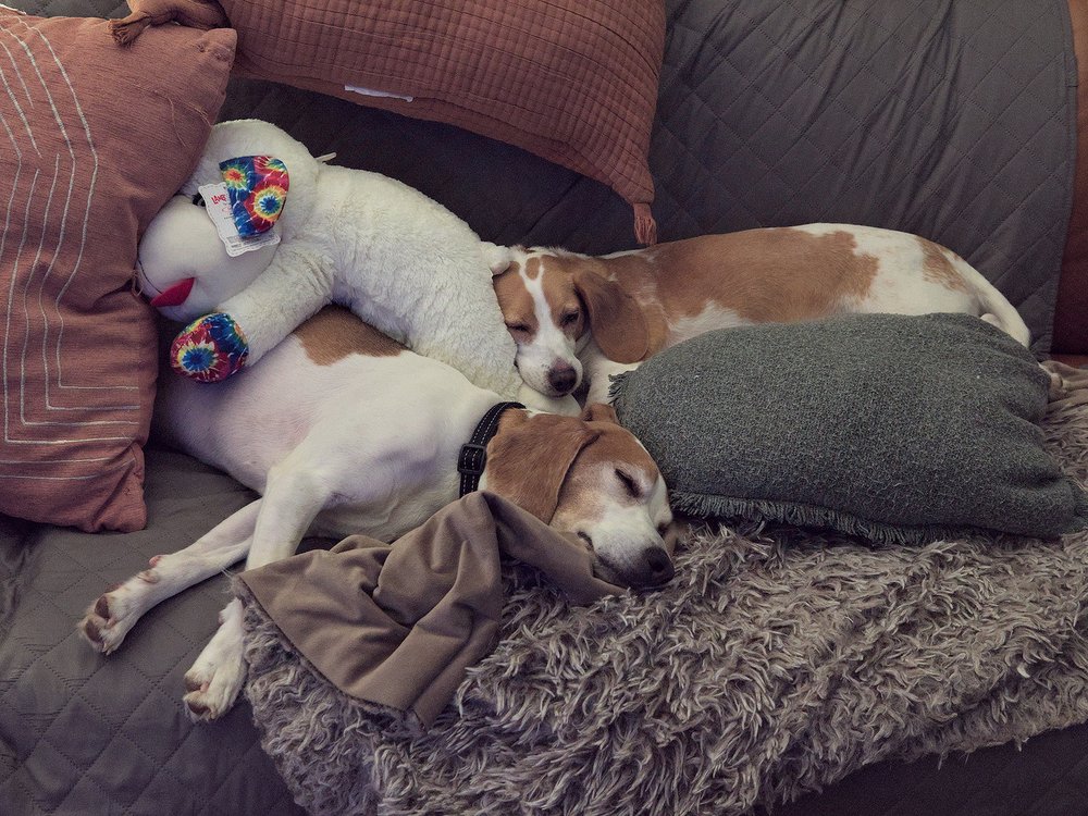 Beagling is tiring work Beagling is tiring work