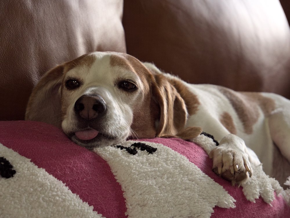 Derp! Derp!