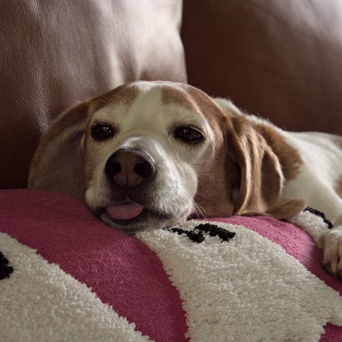 Derp!