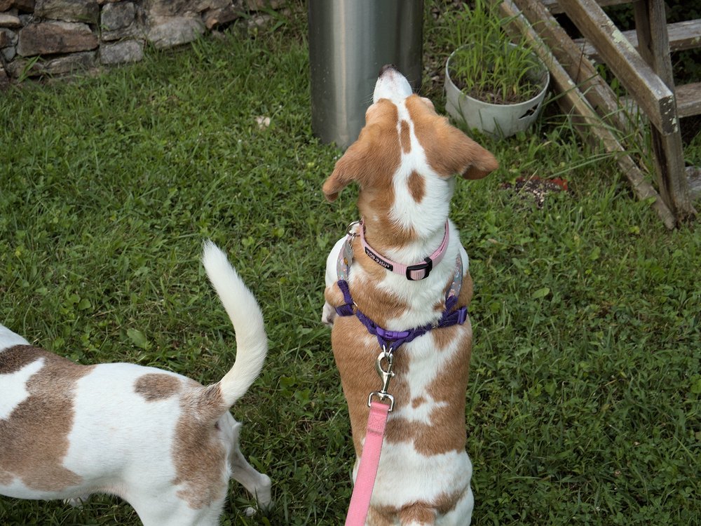 Lemme At It! Lemme At It!