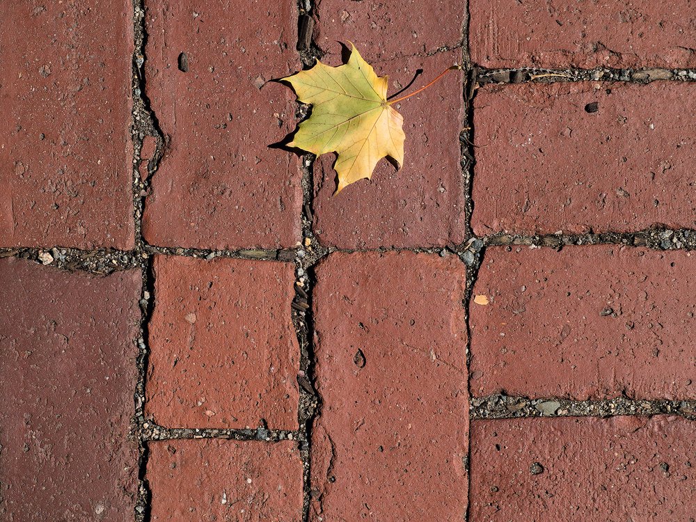 Yellow Leaf on Red Brick Yellow Leaf on Red Brick
