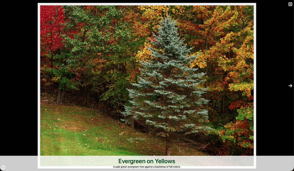 New Image Viewer The new image viewer. I'm kind of proud of this part.