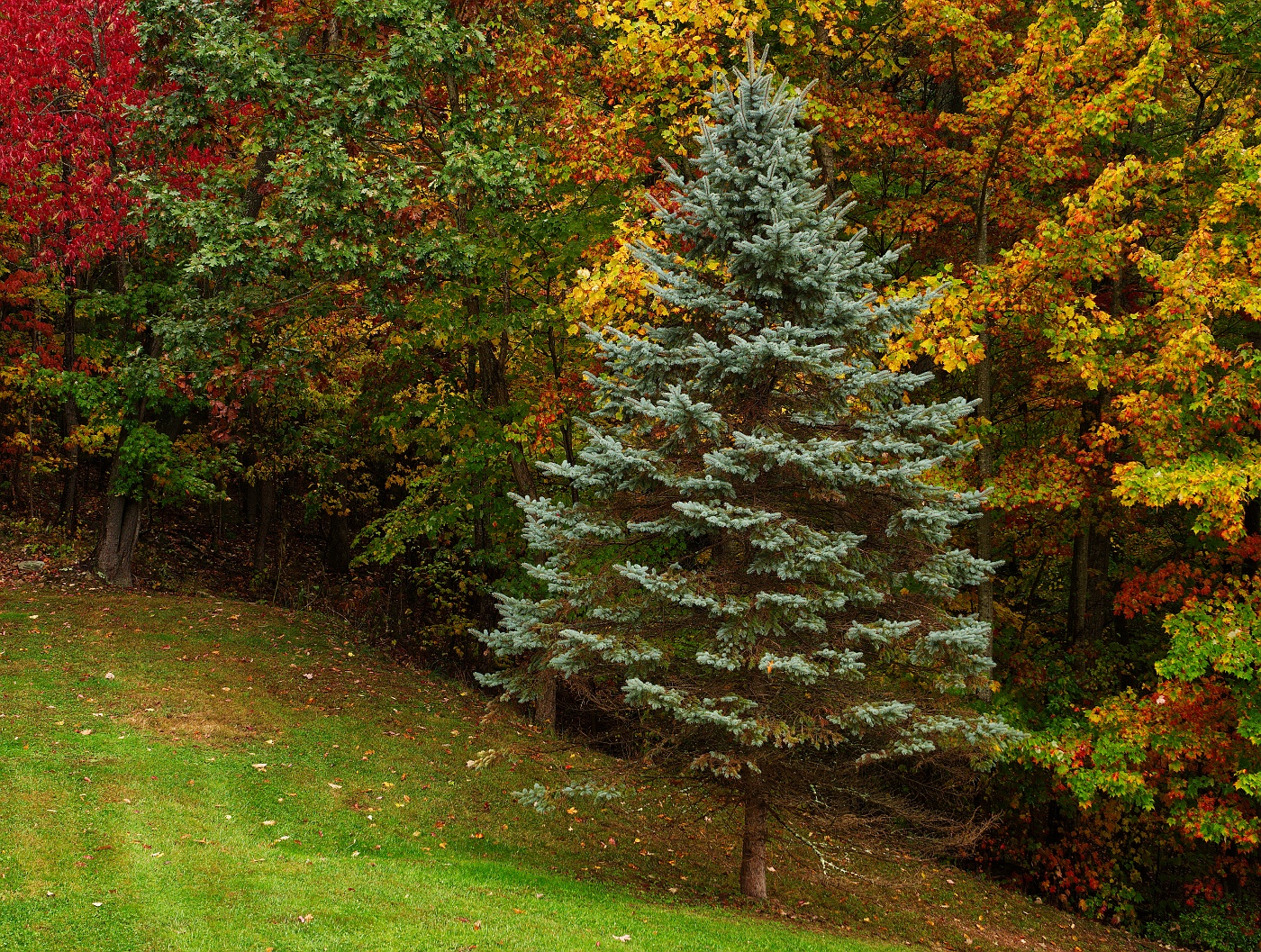 A pale green evergreen tree against a backdrop of fall colors.