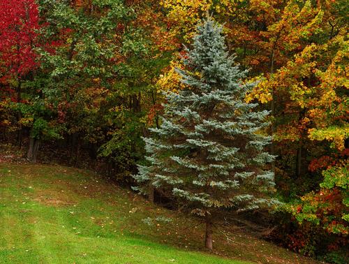 A pale green evergreen tree against a backdrop of fall colors.