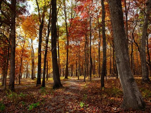A stand of trees with fall colors, backlit by the sun.