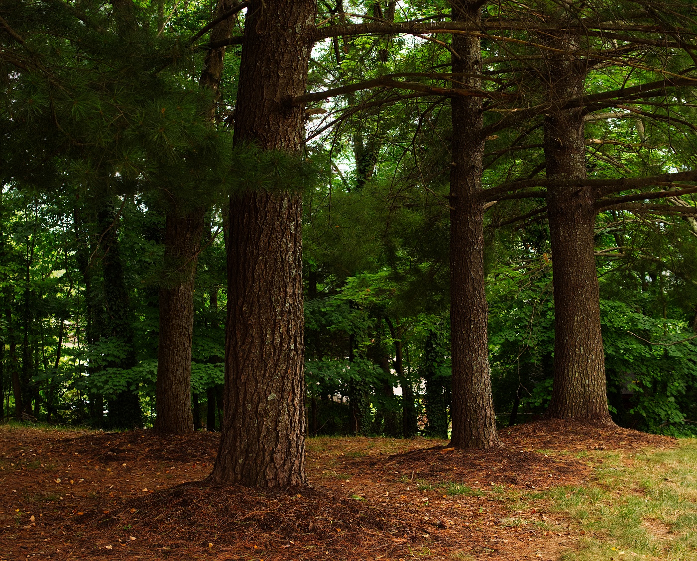 Phalanx: A group standing in close formation. Usually refers to people, but this group is made of trees,