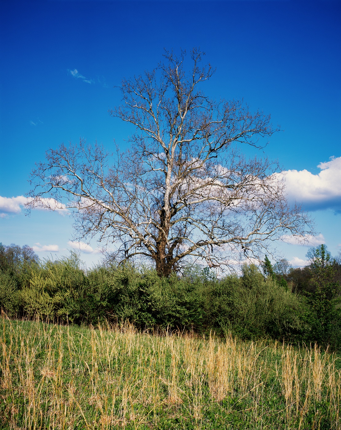 The bare branches of winter begin to give way to the new growth of spring.