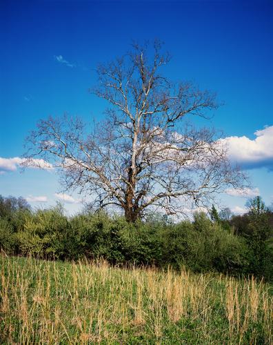 The bare branches of winter begin to give way to the new growth of spring.