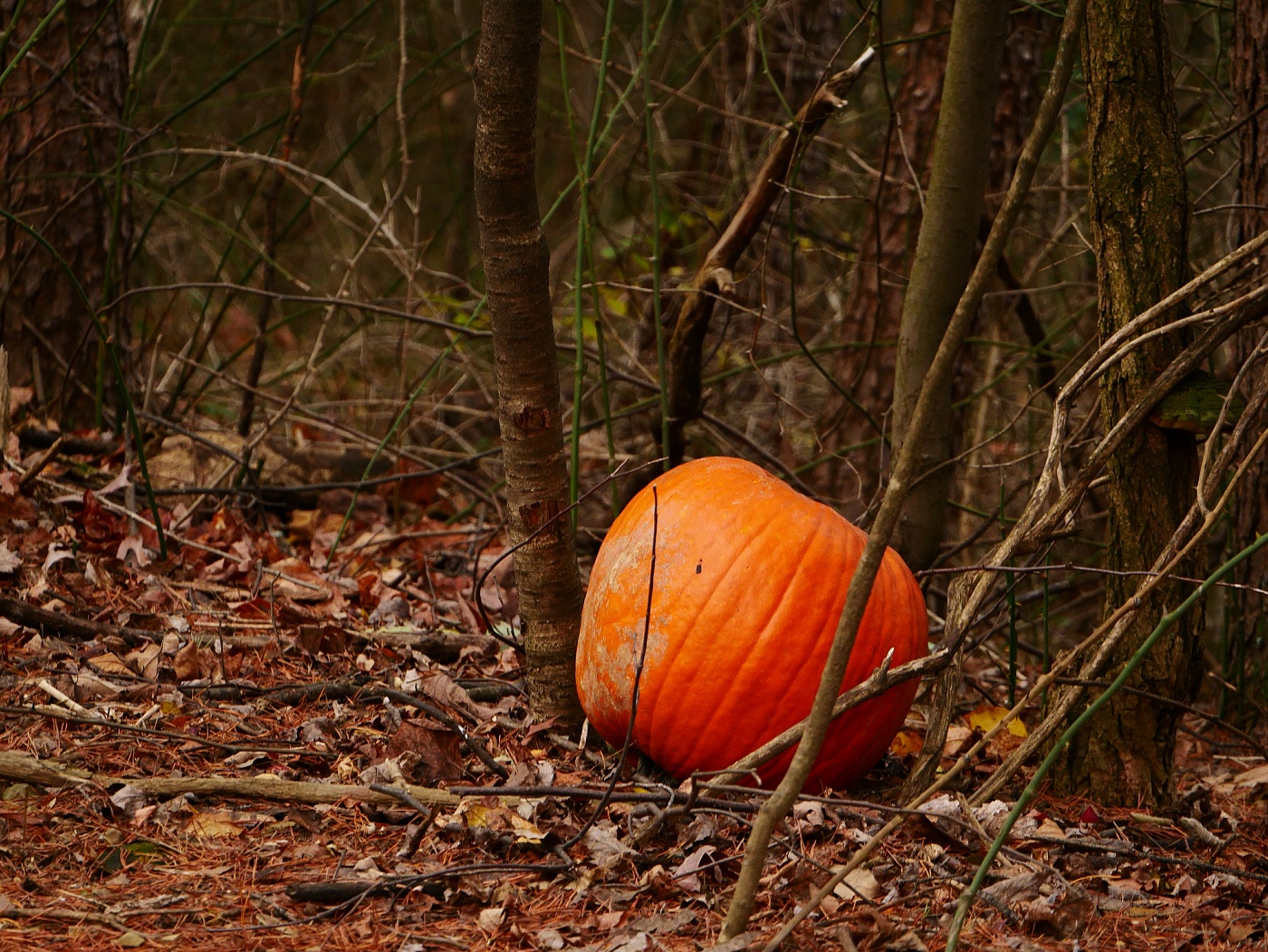 Abandoned Pumpkin