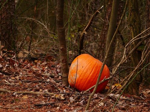 Abandoned Pumpkin This piece of fall decor was returned to the earth from which it came.