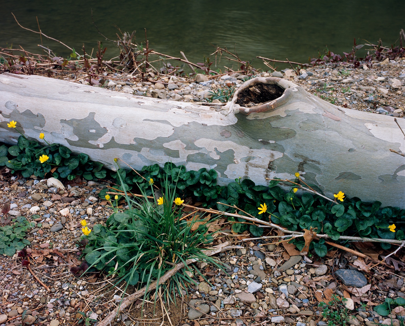 A fallen tree lies at rest, surrounded by flowers, next to the river.