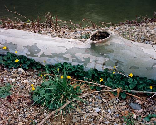 At Rest A fallen tree lies at rest, surrounded by flowers, next to the river.