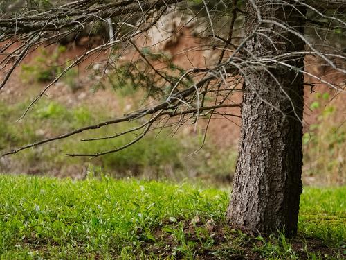 Barren Pine Barren Pine