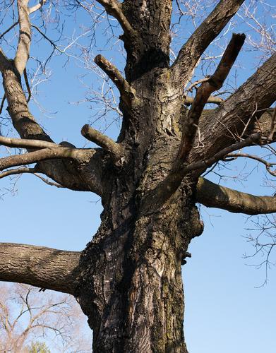 Gnarly Trunk Blue Sky Gnarly Trunk Blue Sky