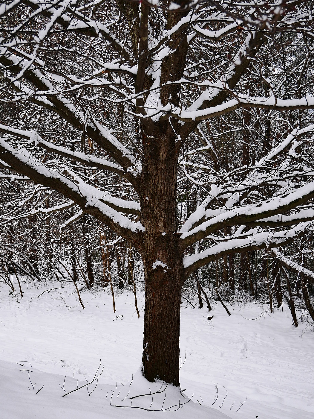 Snow Tree III