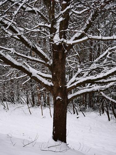 Snow Tree III