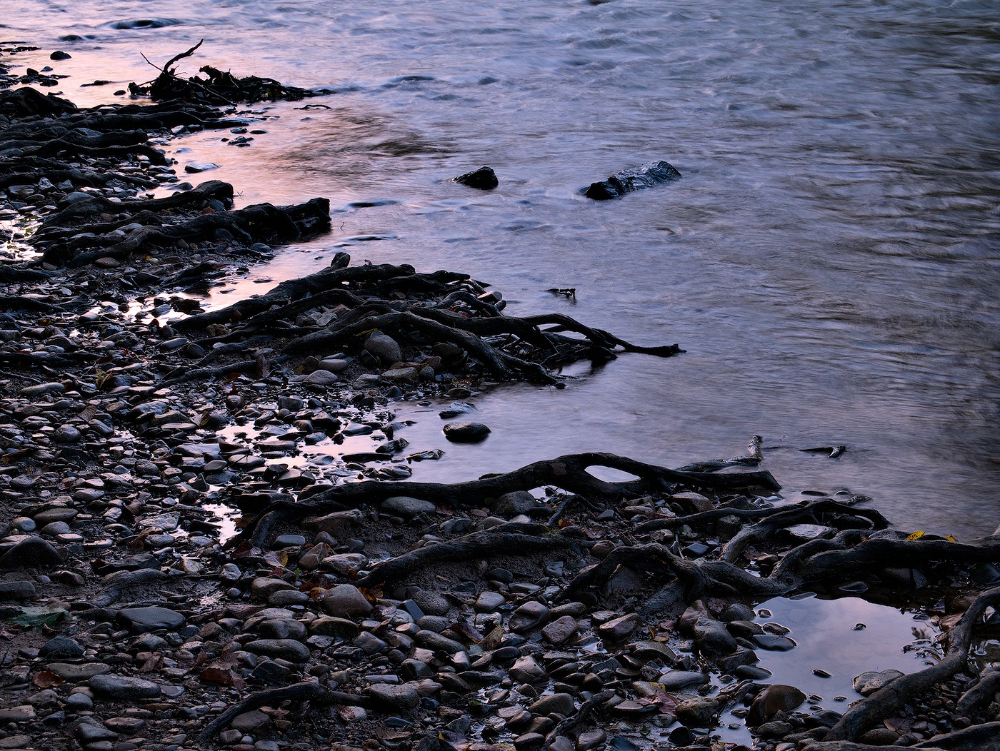 Sunset River Shoreline Another from one of the many times I spent exploring around the Roanoke River Greenway and the river's edge.
The transition from water to shoreline caught my eye; the sunset colors illuminating the scene made the shot.