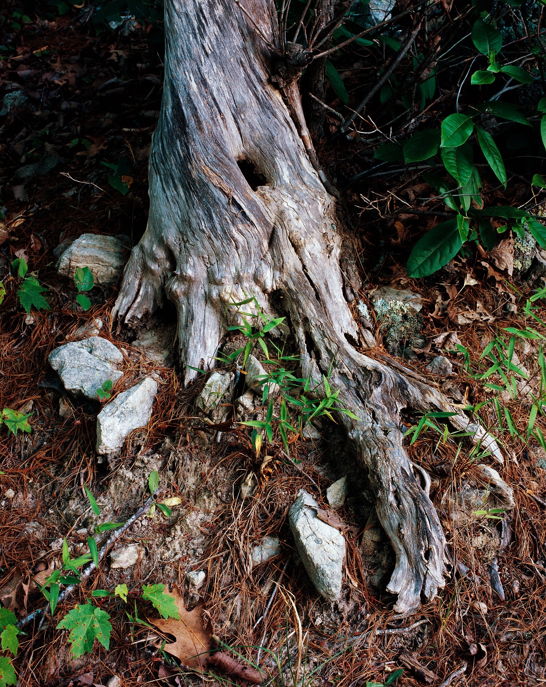 The root of a dead tree clings stubbornly to the earth that once sustained it.
