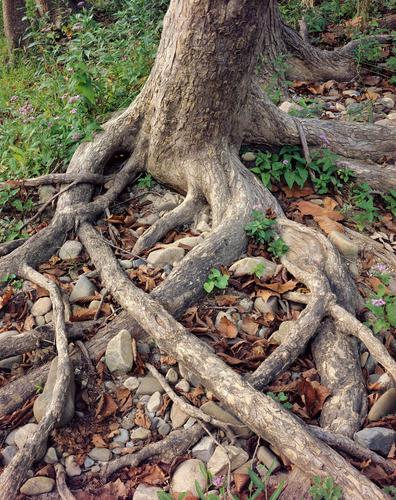 The Root of It Salem Park, Salem, Virginia.