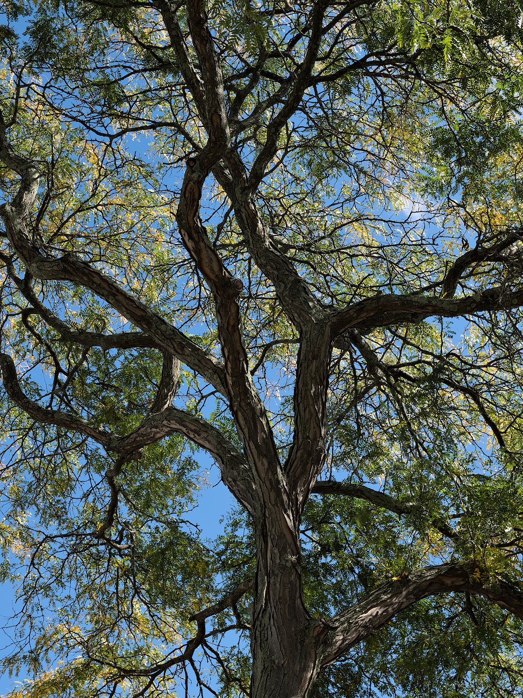 Our 2026 trip to New England did not quite coincide with peak leaf peeping season. But this particular tree down by the wharf did catch my eye, as trees so often do.
