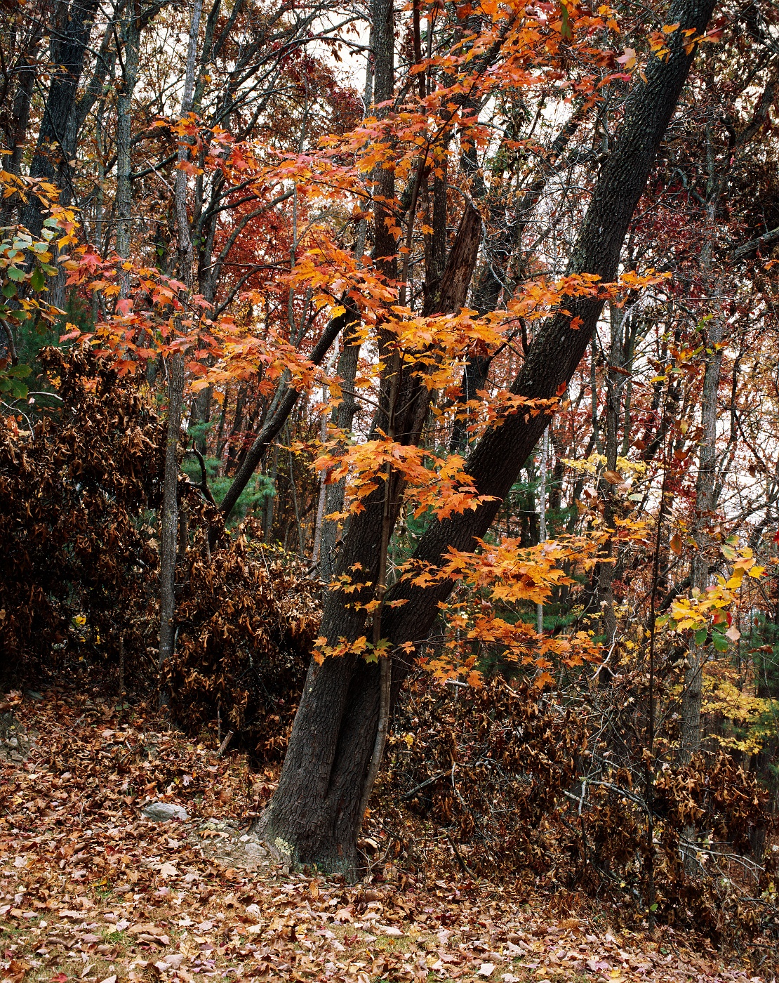 Freshly fallen leaves carpet the ground, while those still holding on turn a brighter shade of orange.