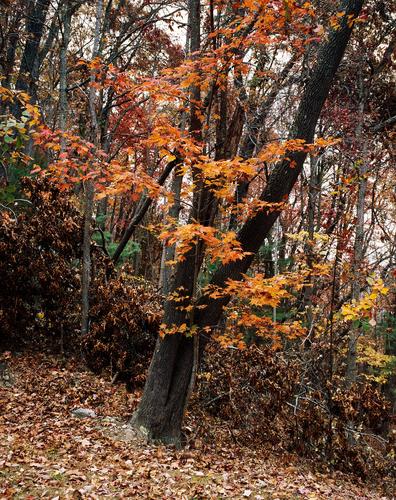 Winter is Coming Freshly fallen leaves carpet the ground, while those still holding on turn a brighter shade of orange.