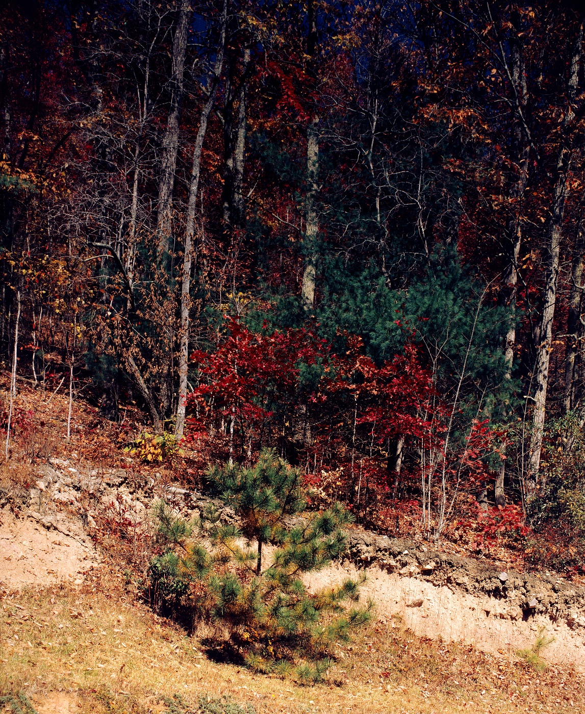 A young pine tree stands on the edge of a forested mountainside.