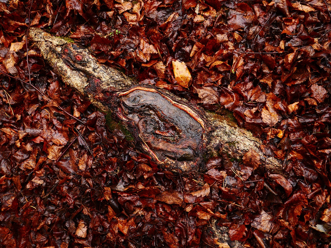 Afloat This tree root emerging from the wet fallen leaves around it makes a very saturated, yet monochromatic, image.
The landscape is so vivid and contrasty after a rainfall.
It sort of looks like it could be afloat on an ocean of fallen, wet leaves.
