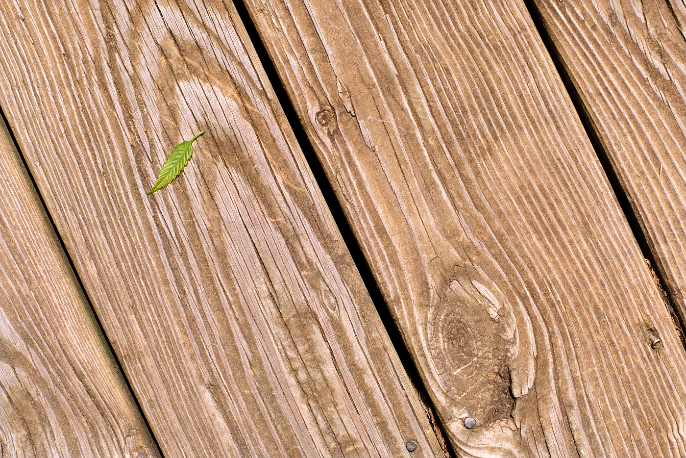 A tiny green leaf somehow found its way to our wooden deck. All alone in an expanse of wood grain.