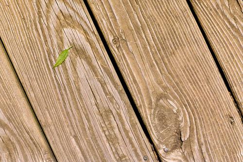 Alone A tiny green leaf somehow ended up on our wooden deck. All alone in an expanse of wood grain.