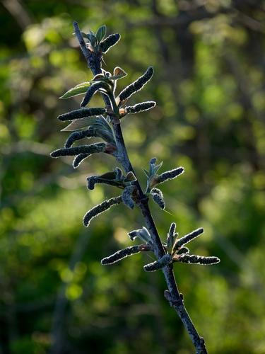 Backlit Plant Backlit Plant