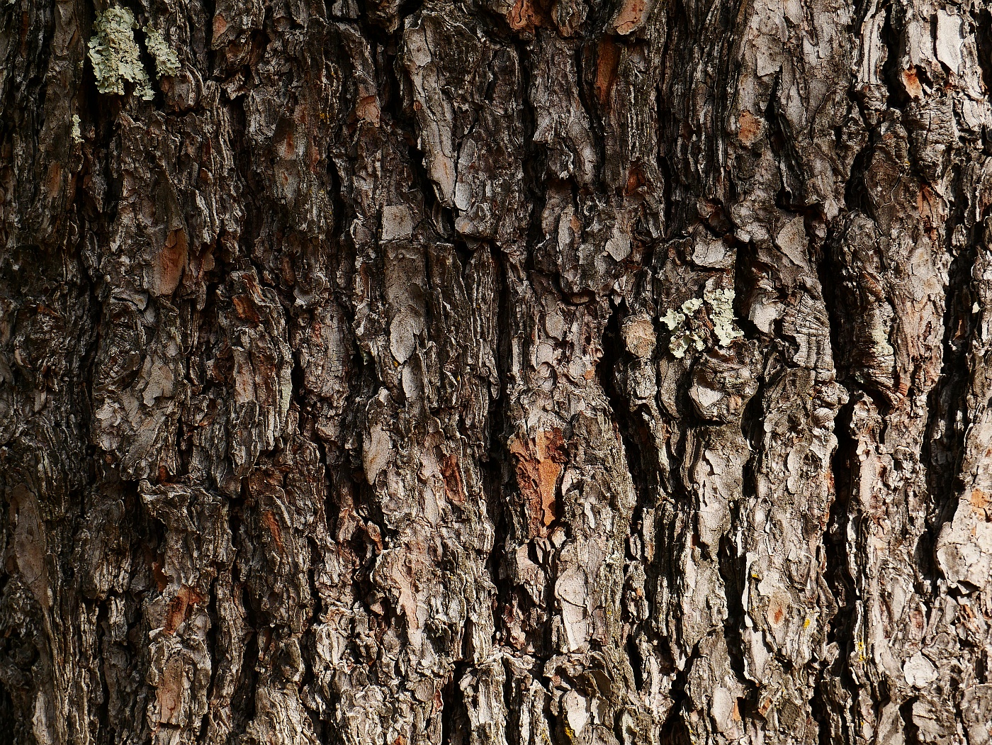 Bark I