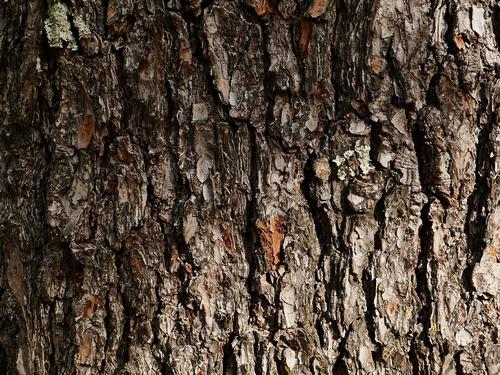 Bark I Bark I