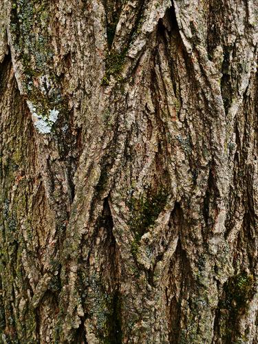 Bark II Bark II