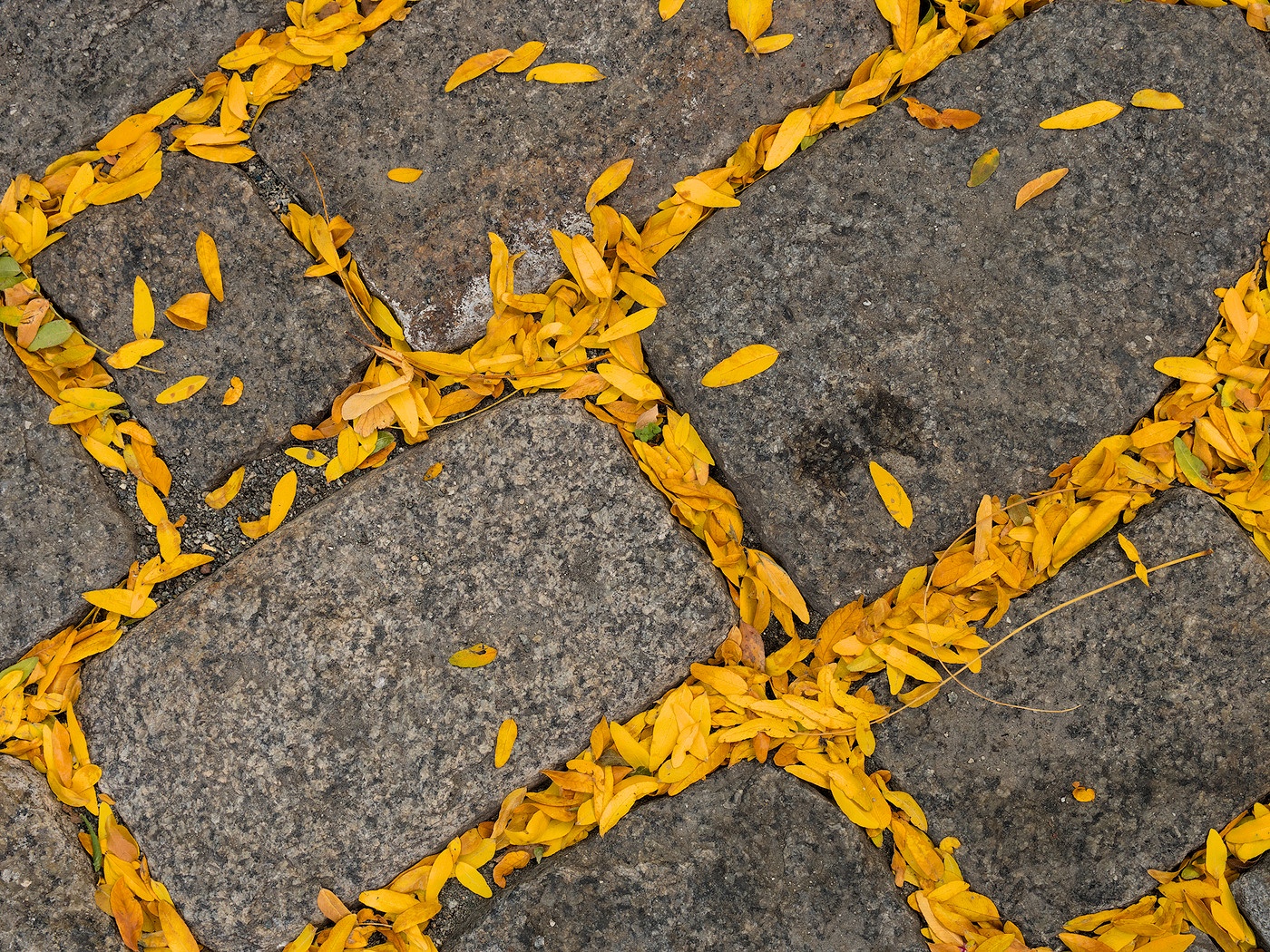 Boston Fall Grouting These stone pavers down near Quincy Hall in Boston, MA, with their wide spacing and deeply-set grouting, leave opportunity for these tiny yellow leaves to collect. They looked a little like especially decorative grouting between the stones.