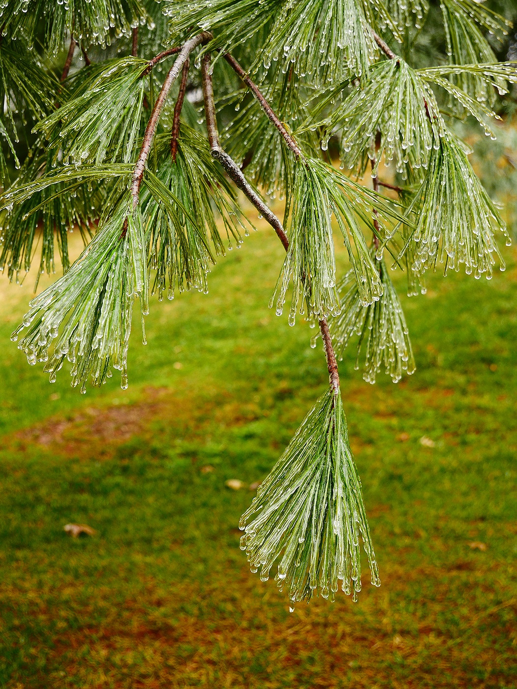 Frosted Pine Needles I'm no fan of ice storms, but one cannot deny that they make for some very photogenic scenes.
Fortunately this one did not require any driving to find.
This branch was more usually several feet above my head. Weighted with ice, it found itself at waist-level.