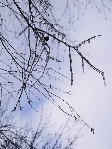Ice Storm Ice Storm