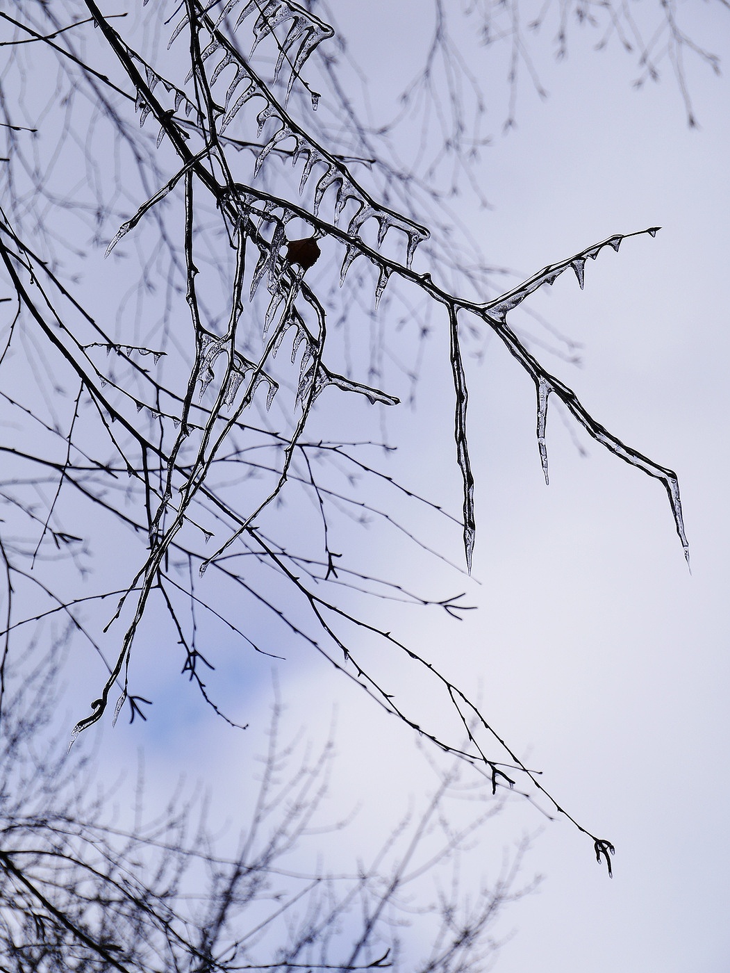 Another day, another ice storm. The trees always accumulate a coating with even the finest of branches not immune.