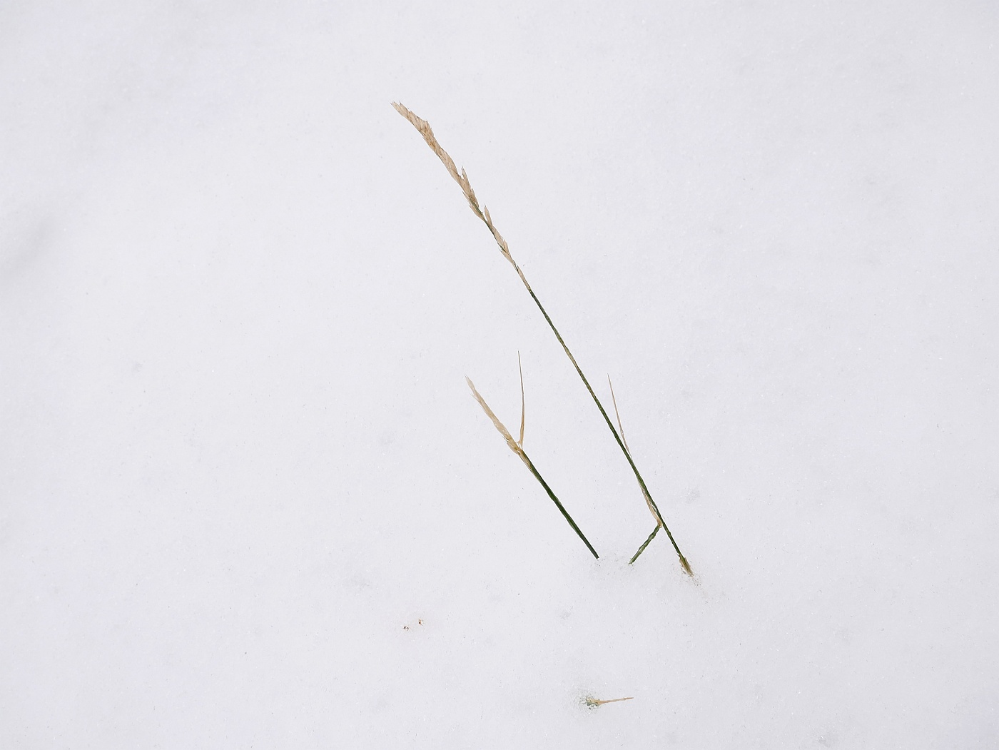 Beneath the snow cover, life perseveres, waiting to emerge at the first opportunity.