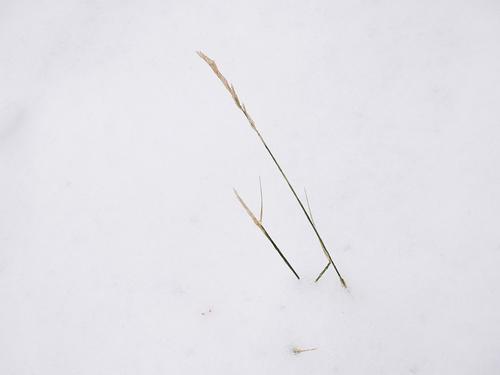 Perseverance Beneath the snow cover, life perseveres, waiting to emerge at the first opportunity.