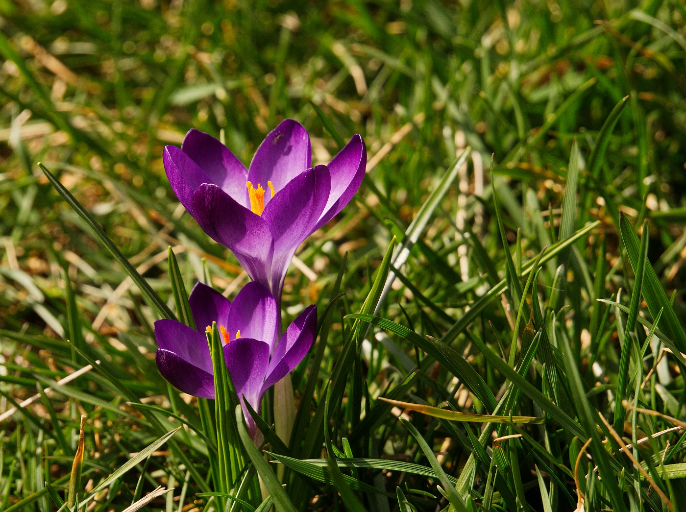 First spring flowers of 2026. Purple on green.