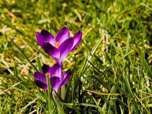 Purple on Green First spring flowers of 2026. Purple on green.