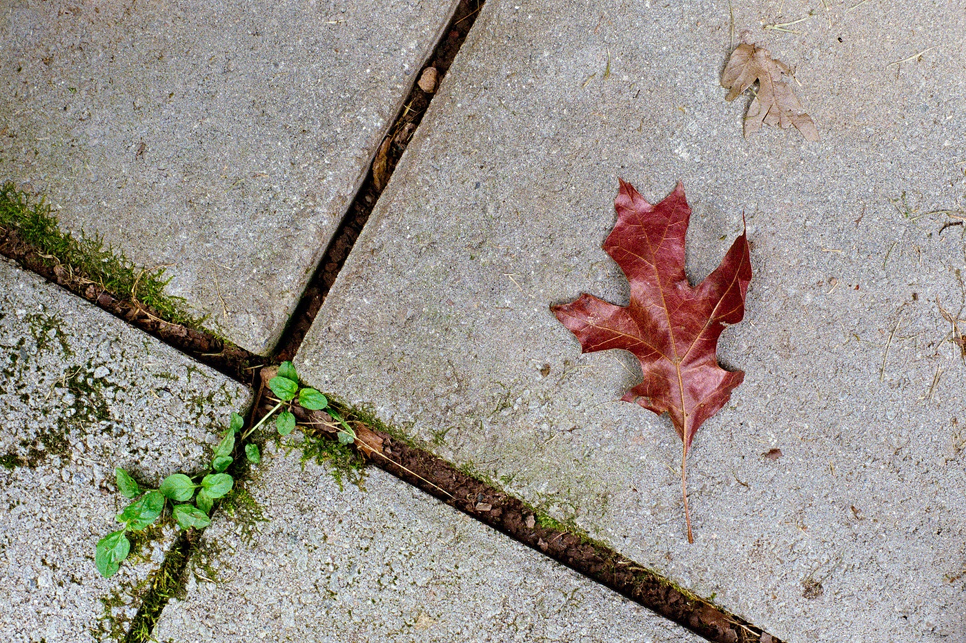 A fallen red leaf rests near the crossing of spaces between 4 paving stones. The stones themselves have new life, with moss and a green plant griwing from between the pavers.