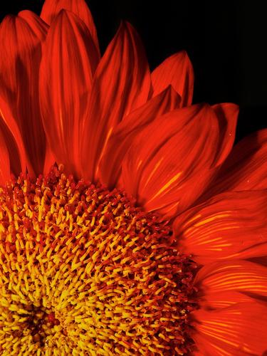 Red Sunflower Red Sunflower