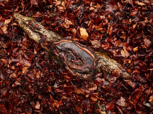 This tree root emerging from the wet fallen leaves around it makes a very saturated, yet monochromatic, image.The landscape is so vivid and contrasty after a rainfall.