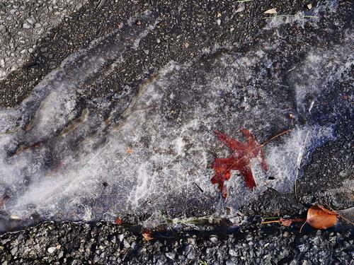 Fall foliage frozen in place in a layer of ice over asphalt.