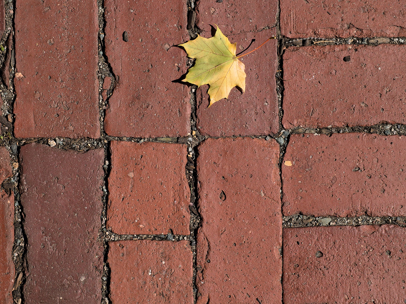 The streets of Salem, Massachusetts are paved with... all kinds of things, actually. From modern asphalt and concrete, to old cobblestone, and everything in between - which is where these red brick pavers on Essex Street came to be. Fall had just started so one of my repeated subjects (leaves on the ground) was not hard to find. Except the wind doesn't leave them alone for long.