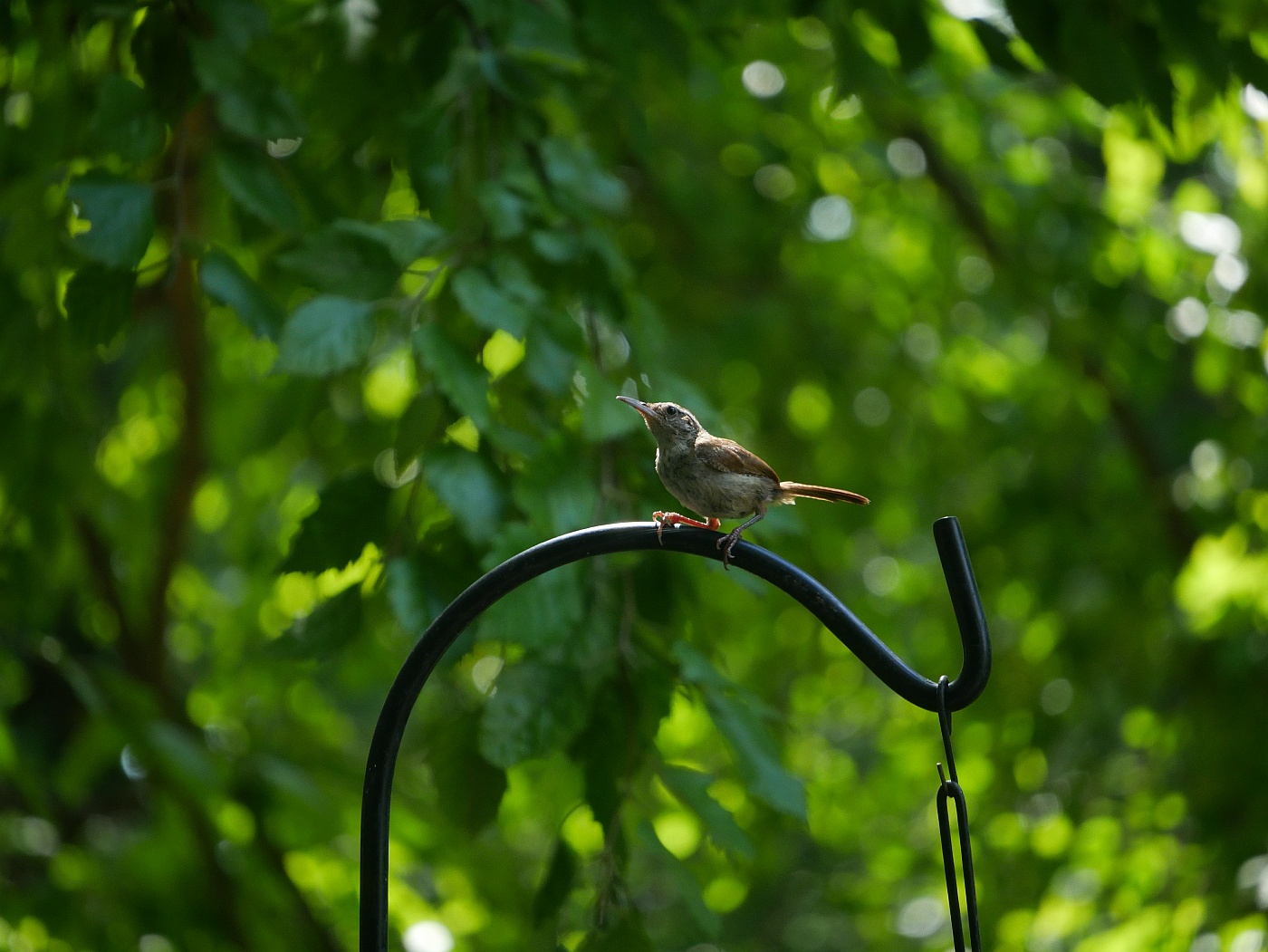 Bird on Feeder