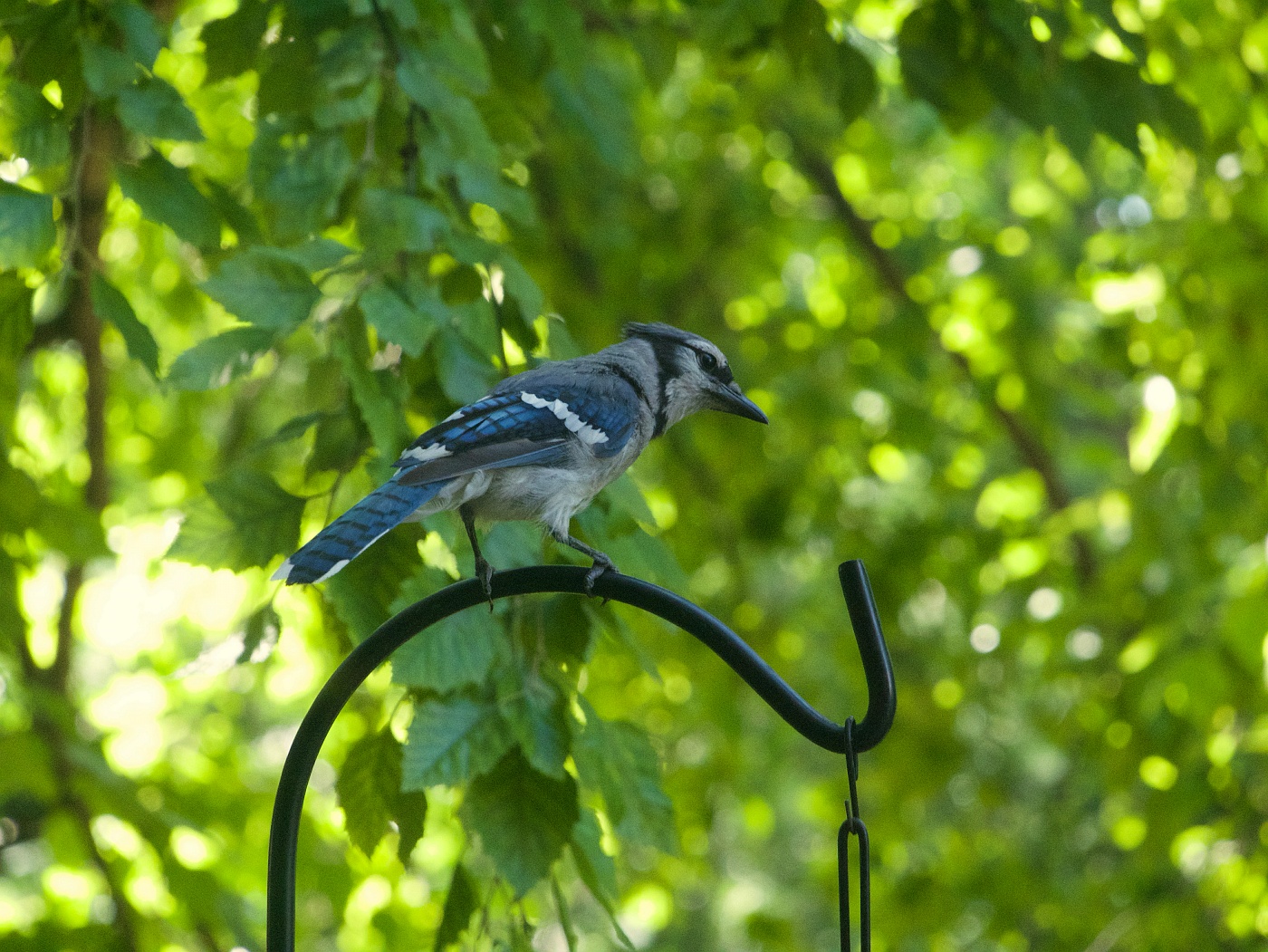 A bluejay perched on the top of our bird feeder.